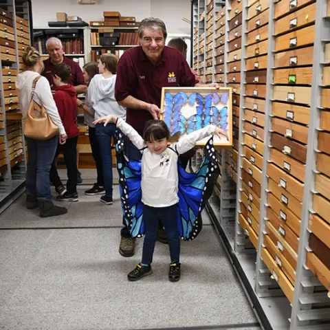 Tien Ferreira, 4, of Fairfield, displays her blue butterfly cape, as Bohart associate Greg Karofelas holds a collection of blue morpho butterflies. In back is Jeff Smith, curator of the Lepidoptera section. (Photo by Kathy Keatley Garvey)