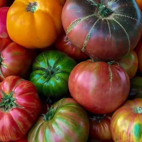Heirloom tomatoes by Kim Schwind