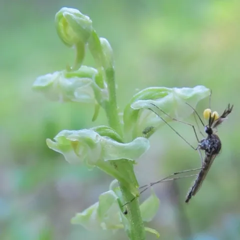 mosquitoes and flower