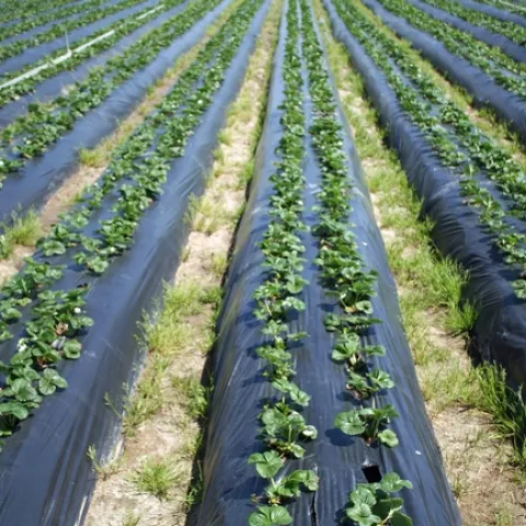 Field of strawberries growing out of plastic mulch with weeds between rows.