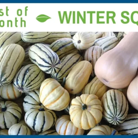 Winter Squash January