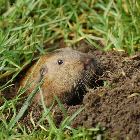 gopher