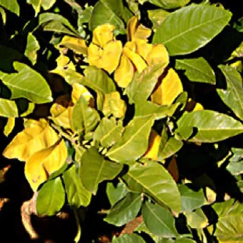 citrus winter yellows