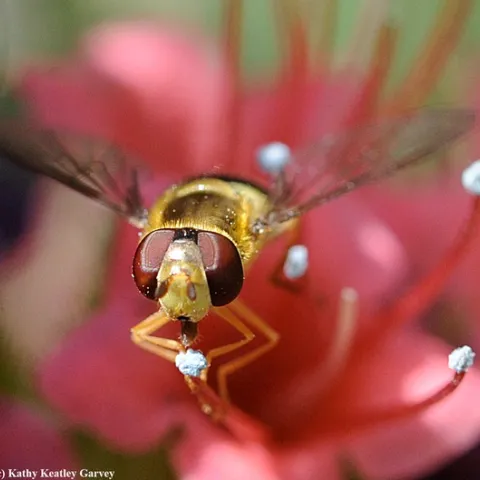 A syrphid, also known as a hover fly or flower fly, nectars on a tower of jewels, Echium wildpretii, in Vacaville, Calif. (Photo by Kathy Keatley Garvey)