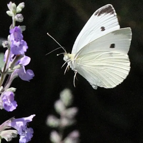 A cabbage white heads for catmint in a garden in Vacaville, Calif. (Photo by Kathy Keatley Garvey)