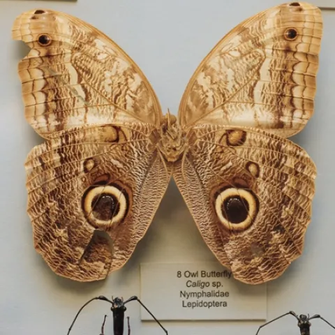 Owl butterfly at the Bohart Museum of Entomology. (Photo by Kathy Keatley Garvey)