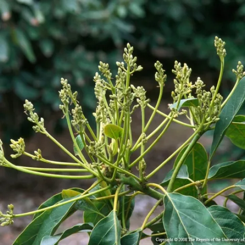 avocado flowers 2