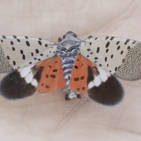 Spotted lanternfly