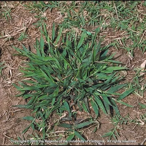 Smooth Crabgrass