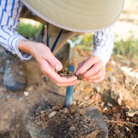 UC ANR researcher at Oakville Research Station