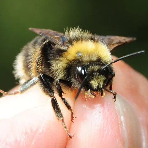 The Western bumble bee, Bombus occidentalis, is a candidate to be listed under the Endangered Species Act. (Photo by Kathy Keatley Garvey)