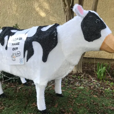 Mackenzie the Moo Cow