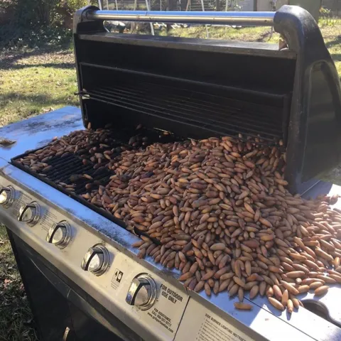 BBQ Acorns