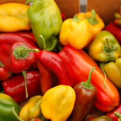 Grow sweet peppers in YOUR garden! (CUESA)