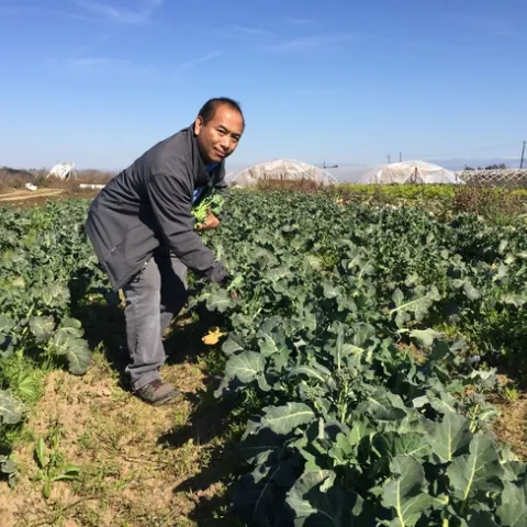 Michael Yang examines broccoli rabe, one of about 200 crops grown by the Hmong farmers he advises.