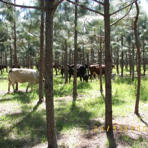 Example of silvopasture. Photo credit National Agroforestry Center.