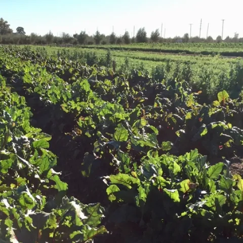 leafy greens at Desert REC