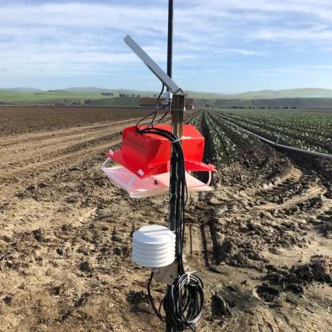 Automated pheromone trap