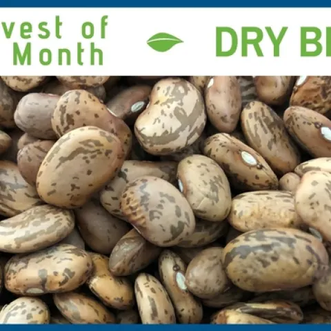 Dry Beans February