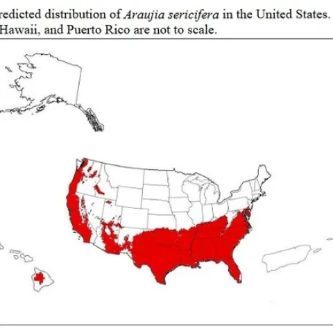 araujia distribution map