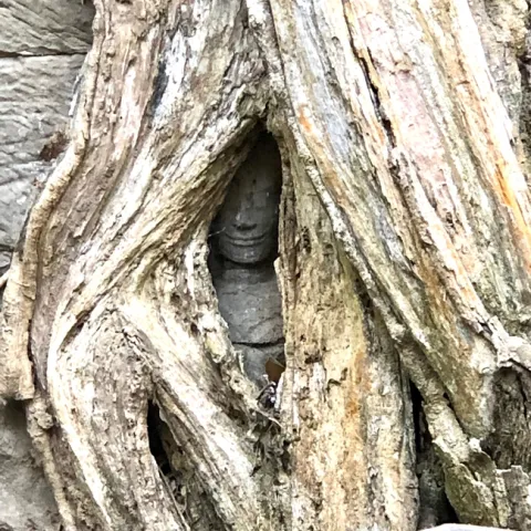 photo by Lowell Cooper