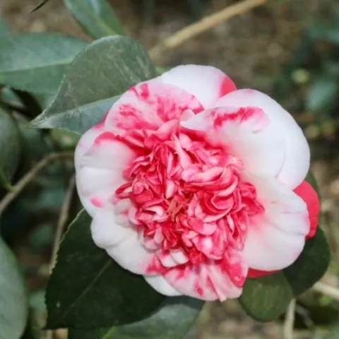 A red and white camellia blossom.
