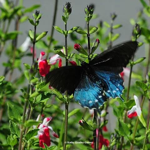 California pipevine swallowtail, Battus philenor (Kathy Keatley Garvey)