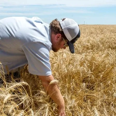 A wheat farmer searches for a duck nest in a wheat field after seeing a hen flush ahead of his advancing harvester.