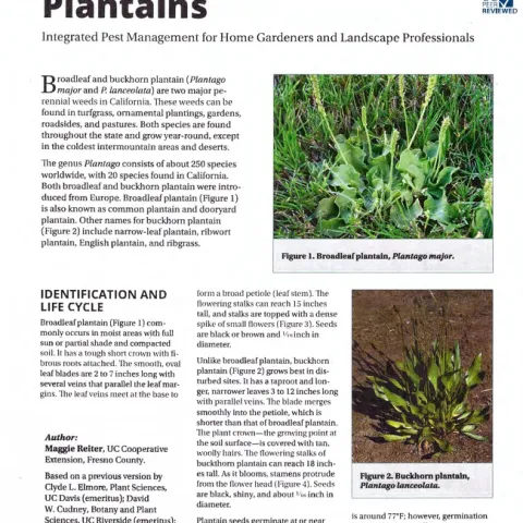 Pest Notes: Plantains publication