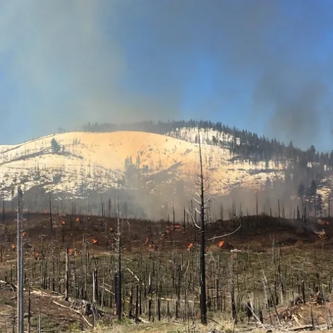 A hillside in the foreground with burning piles of vegetation set against a background ridge covered in snow.