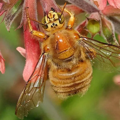 carpenter bee berkeley