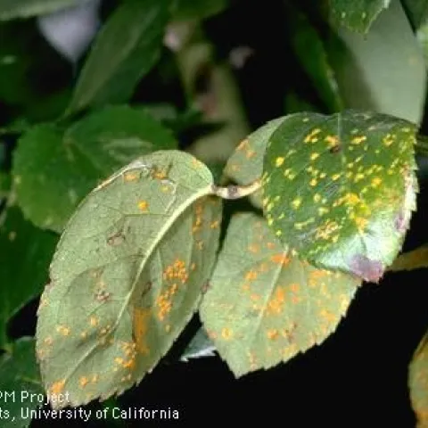 Close up of top and bottom of rose leaves infected with rose rust.