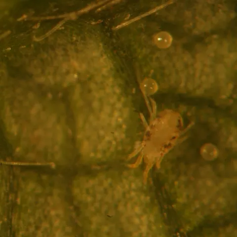 Lewis mite from strawberry field in the vicinity of San Andreas Road. Note how spots run the length of the body and somewhat geometric appearance of the body. Also smaller when compared to twospotted mites.