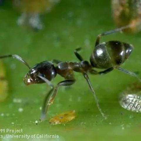 Ants and other pests aren't deterred by human health concerns. (Credit: Jack Kelly Clark)