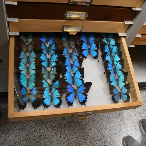 Swallowtail butterflies at the Bohart Museum of Entomology. Entomologist Jeff Smith, curator of the Lepidoptera section, says these are the Ulysses swallowtail – Papilio ulysses – that were collected in New Guinea, mostly by senior museum scientist Steve Heydon. "They are also found in Queensland, Australia, and some islands of Indonesia. It is one of those iconic butterflies that is often pictured in ads and other media because of its spectacular color." (Photo by Kathy Keatley Garvey)