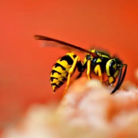 Yellowjacket landing on a blurry piece of fruit
