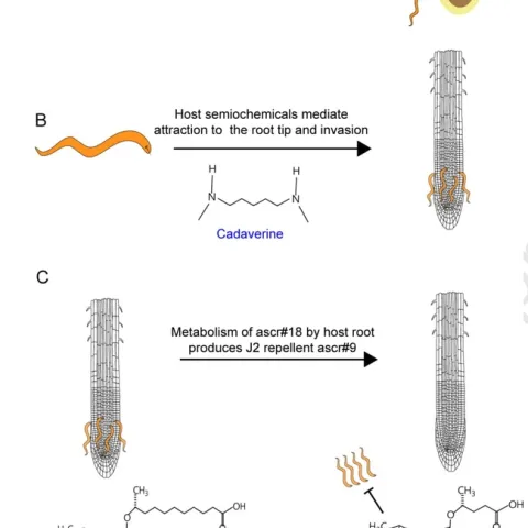 Drawing by plant pathologist Shahid Masood Siddique.