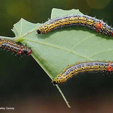 These redhumped caterpillars, to become moths, Schizura concinna, family Notodontidae, are dining on the leaf of a Western redbud, (Cercis occidentalis) in Vacaville, Calif. Emily Meineke, newest faculty member of the UC Davis Department of Entomology and Nematology, studies how climate change and urban development affect insects, plants, and how they interact with one another. (Photo by Kathy Keatley Garvey)