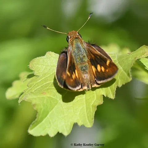 Early butterfly: This Umber Skipper, Poanes melane, was photographed in Vacaville, Calif. on March 25. (Photo by Kathy Keatley Garvey)
