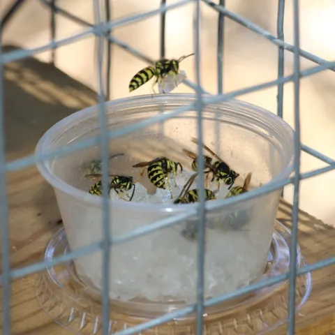 Figure 1. Western yellowjacket baiting with the hydrogel bait. After a short handling behavior on the bait, yellowjackets flew away with a small piece of the hydrogel bait. (Credit: DH Choe)