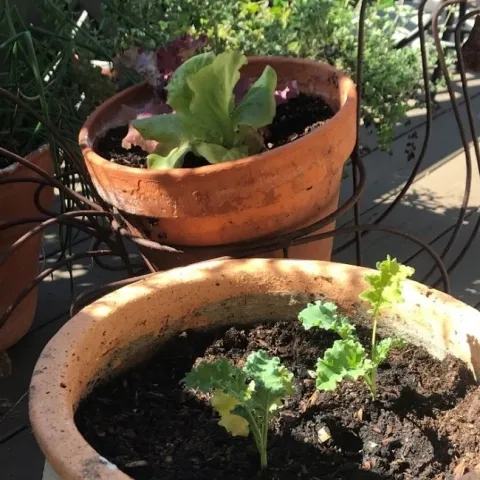 Kale and lettuce planted in pots