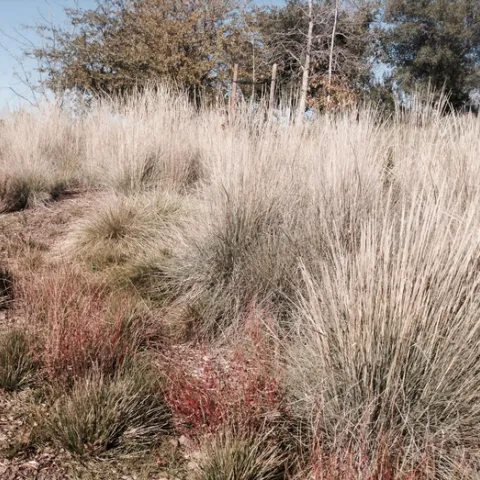 apple drought tol landscape