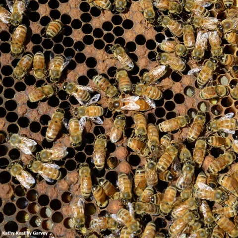 Honey bees cluster on a frame at UC Davis. (Photo by Kathy Keatley Garvey)