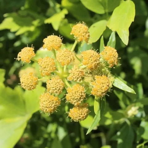 lovage flowers