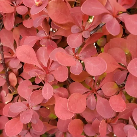 barberry 2