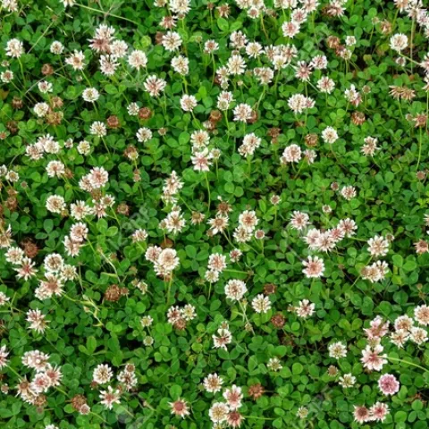 white-clover-trifolium-repens