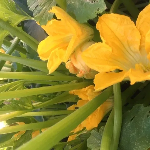 Feature 3 Photo - Feeding the Food Insecure Photo 1 - Squash Blossoms at Grace and Mercy