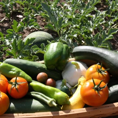 FTG Bountiful Harvest