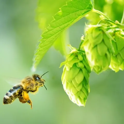 Herb Study - Photo 1