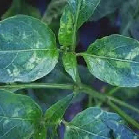 Pest - Disease-Tobacco Mosaic virus photo